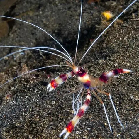 Coral Banded Shrimp