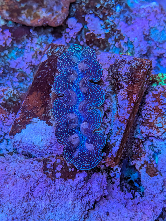 Tridacna crocea clam