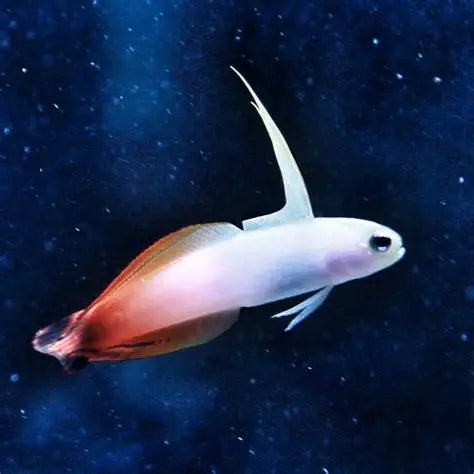 Firefish