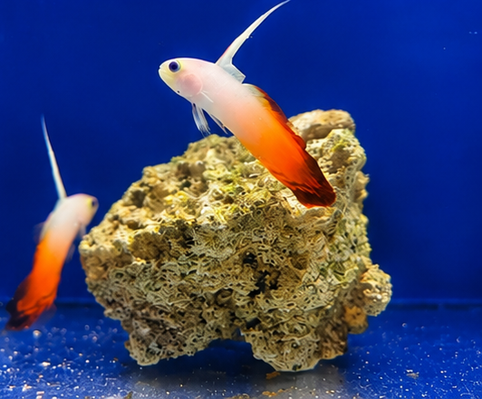 Firefish
