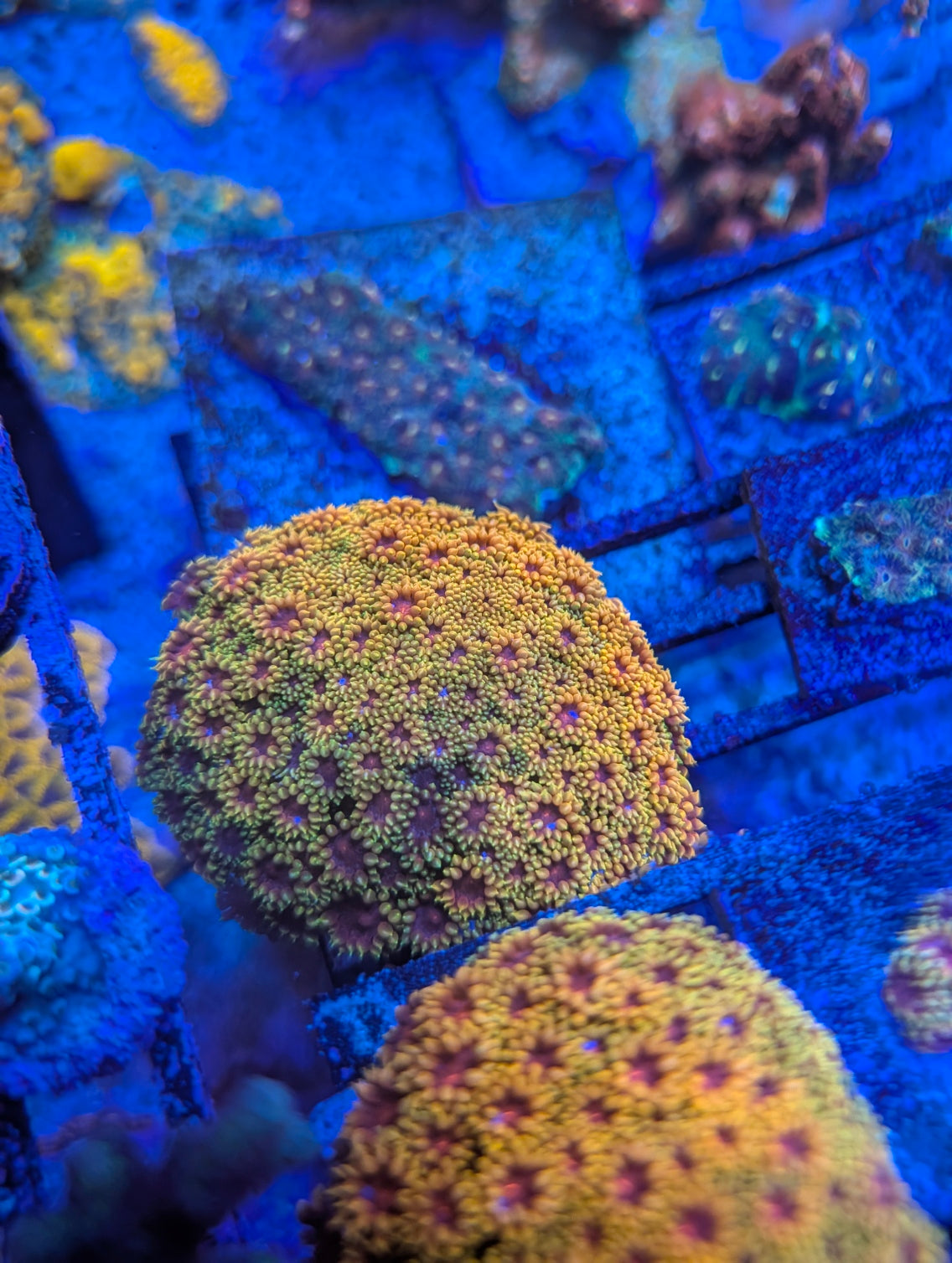 TSA Fun Dip Goniopora Coral