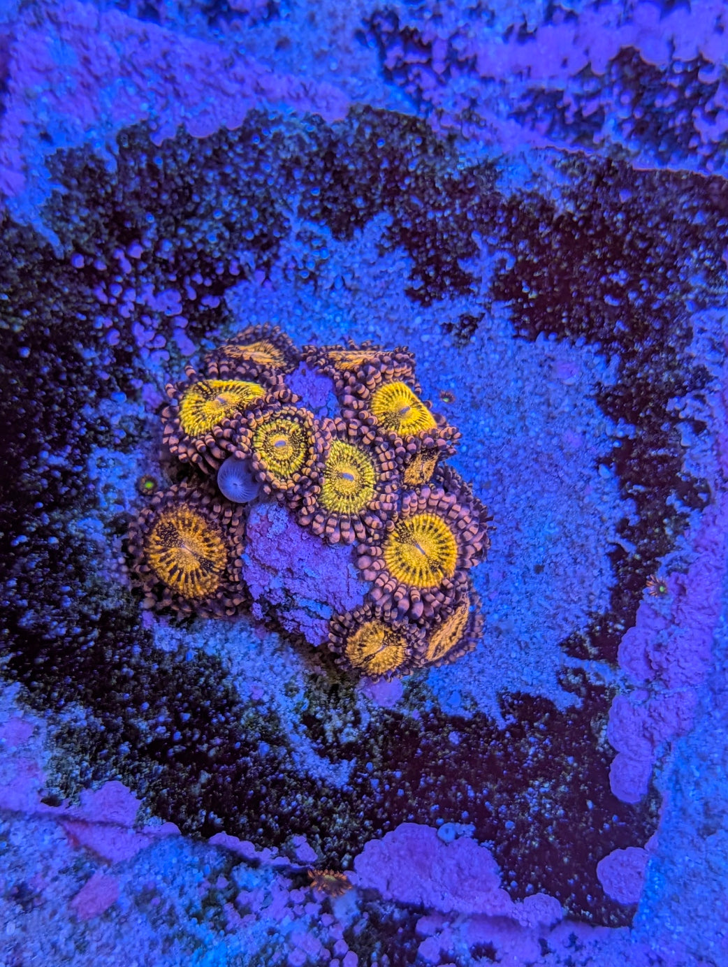 Mohawk zoas