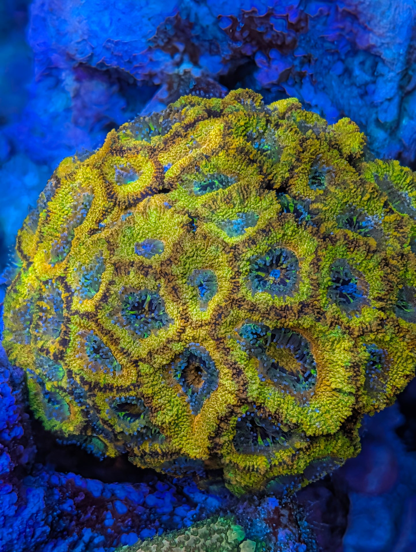 Rainbow acan