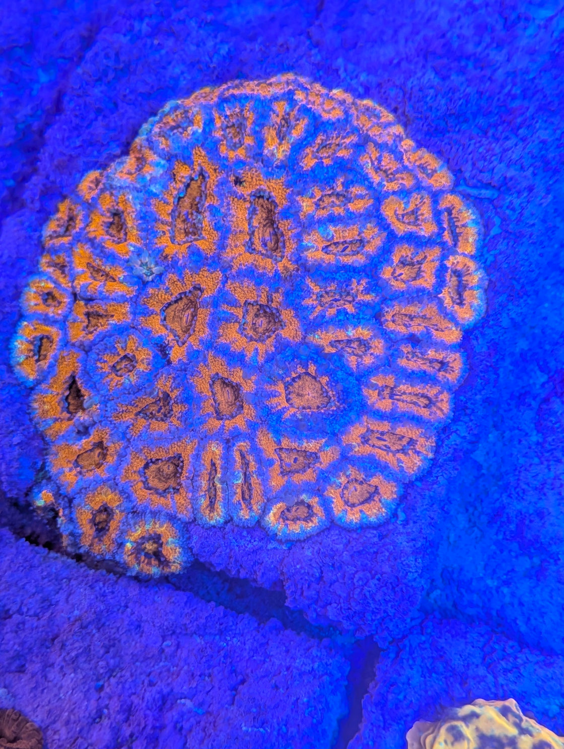 Red and Blue acans