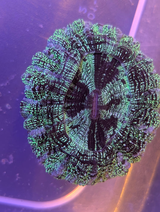 Acanthophyllia