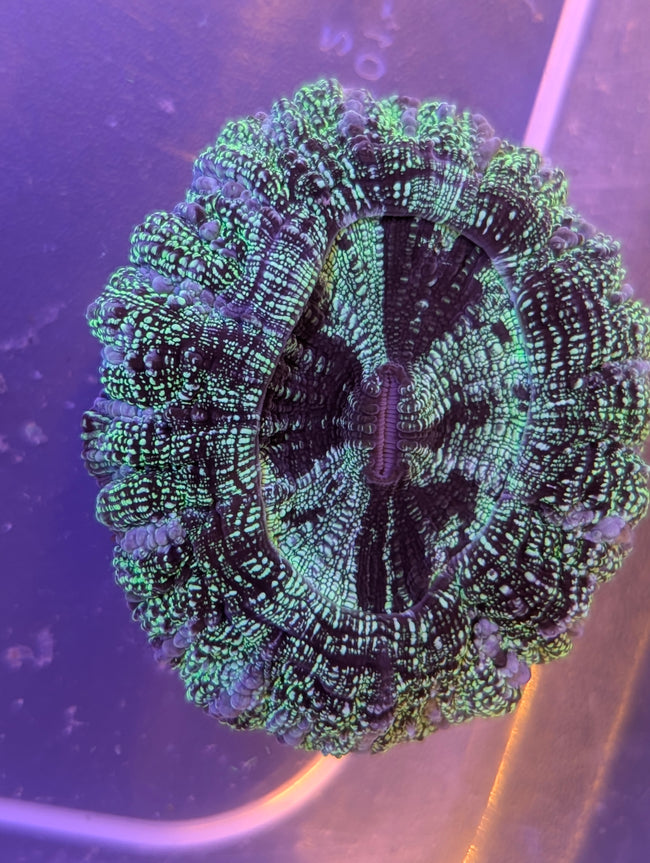Acanthophyllia