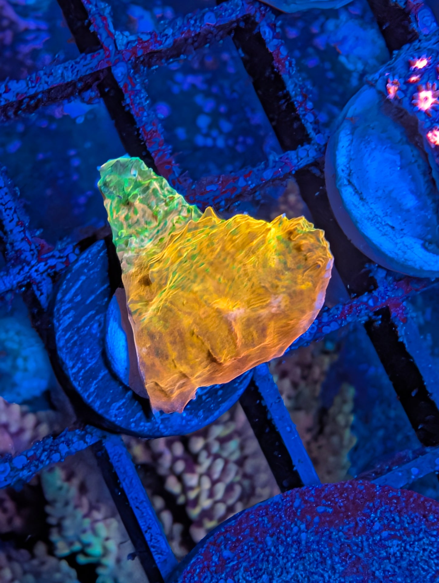 Psychedelic Chalice