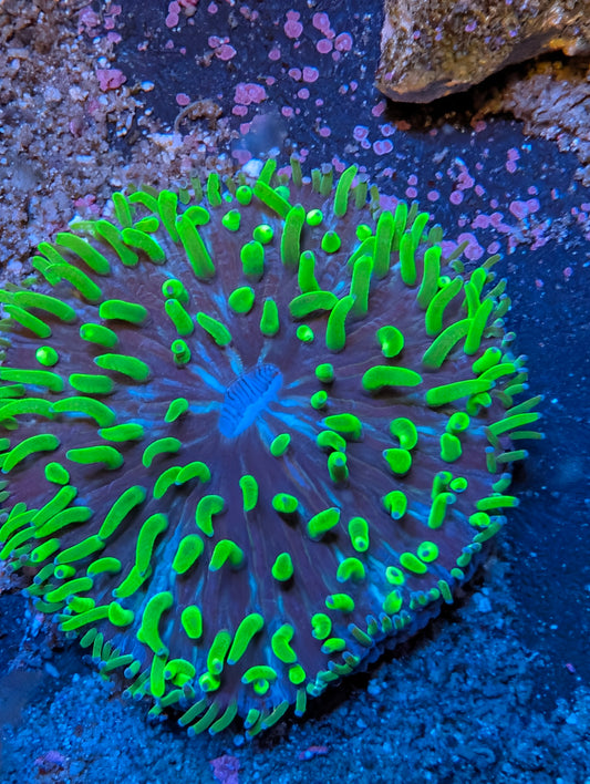 Plate coral