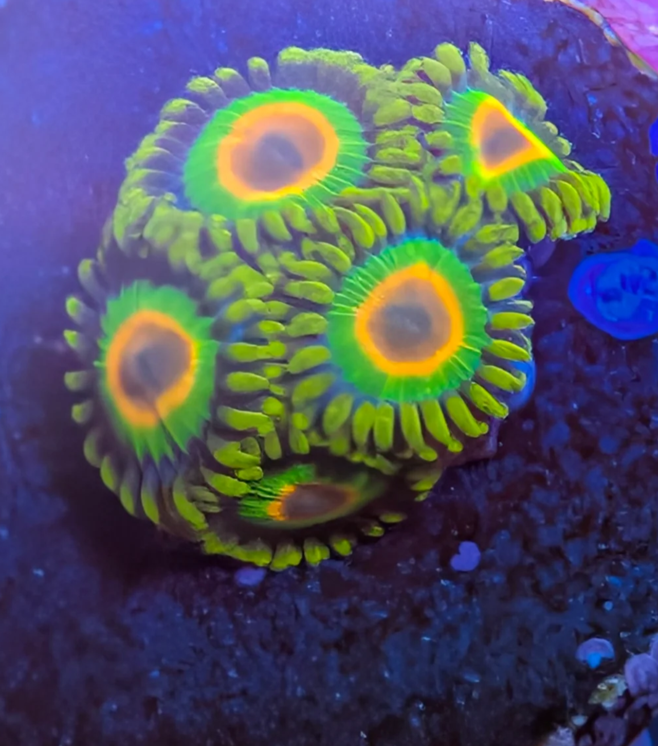 WYSIWYG Rasta zoas (10 Polyps)
