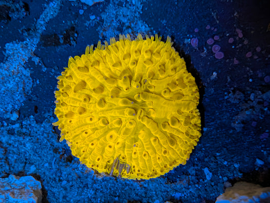 Orange plate coral