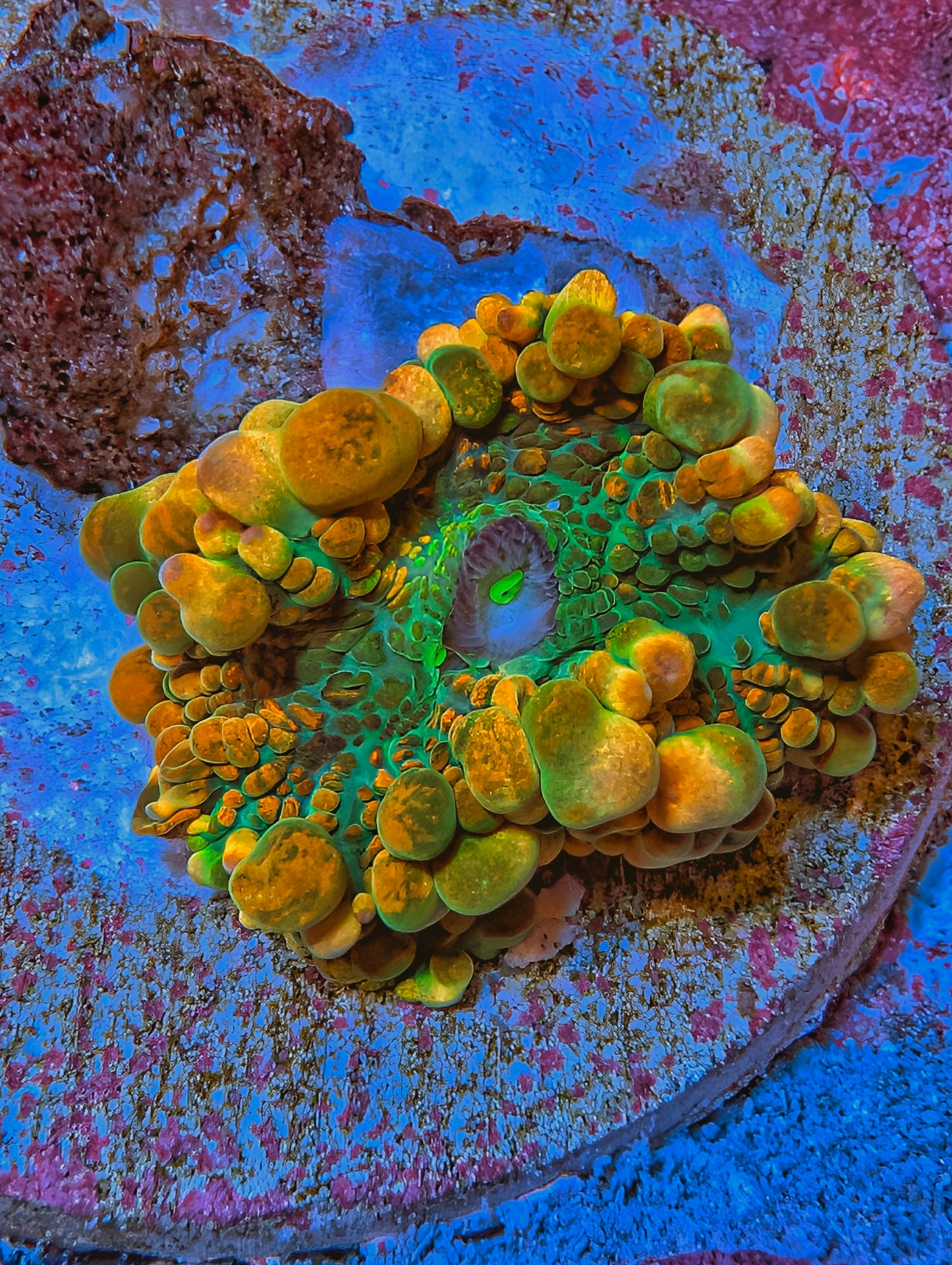 WYSIWYG BCP Toxic Honeycomb Mushroom (limited release)