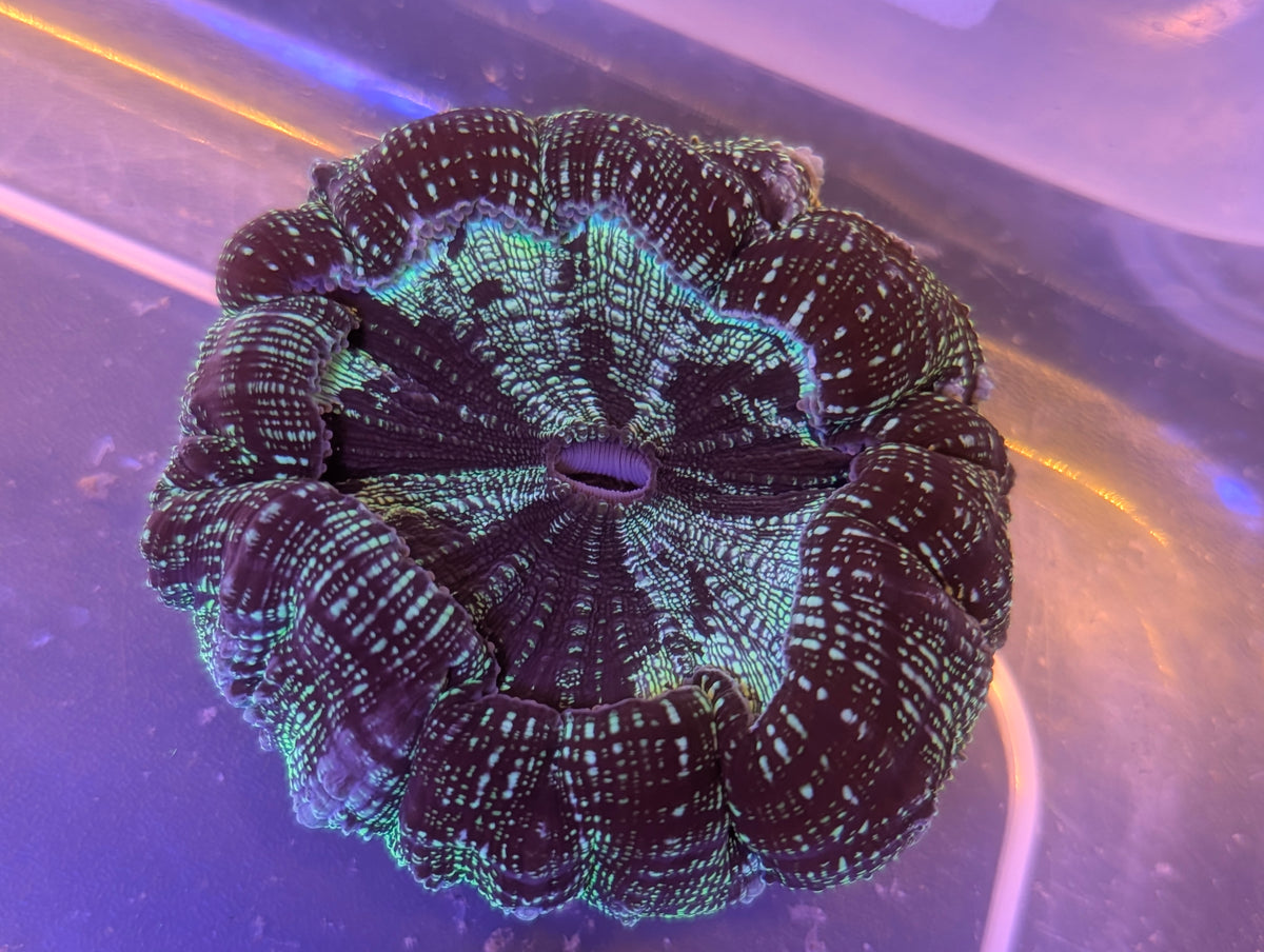 Acanthophyllia