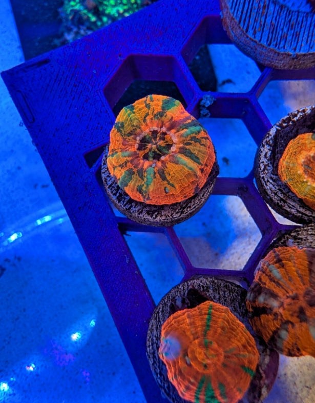 Spawned Master Scoly WYSIWYG coral, orange and green, photographed under blue aquarium lighting