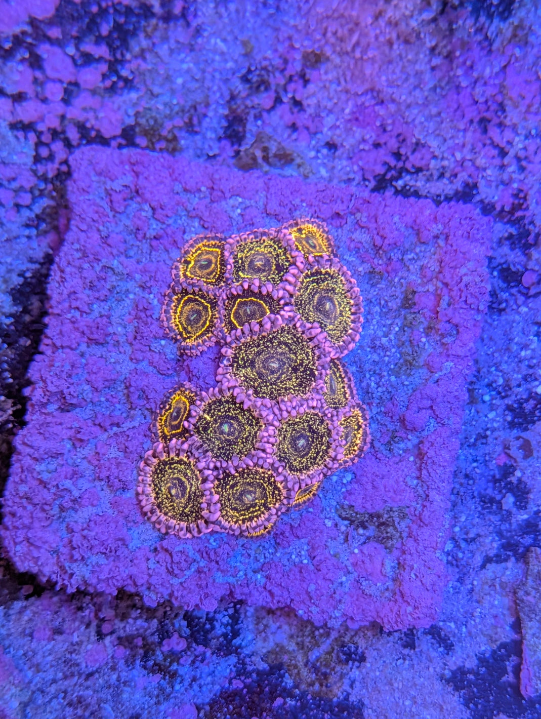 Stratosphere Zoas