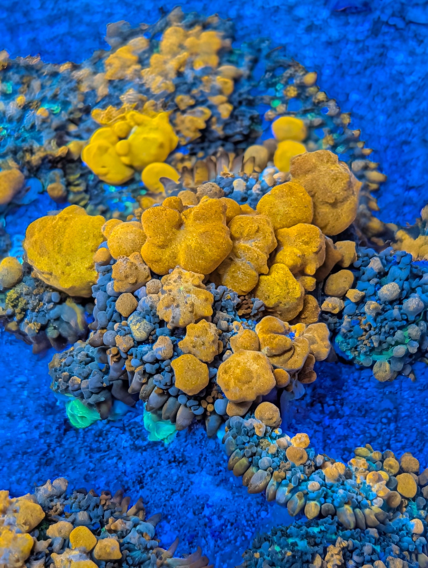 Sunkist bounce mushroom